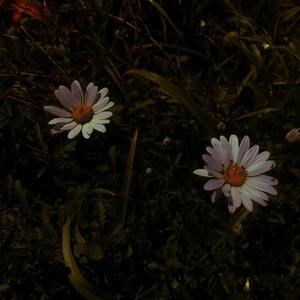 啊灬啊灬啊灬快灬高潮了抖音
